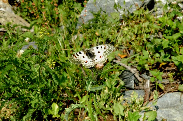 Farfalle di Valtellina, Valchiavenna, V.Poschiavo, Bregaglia